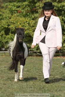 Výstava minihorse