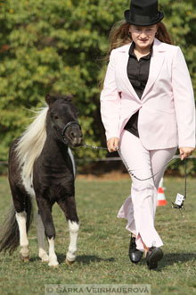 Výstava minihorse