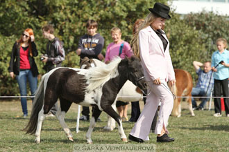 Výstava minihorse