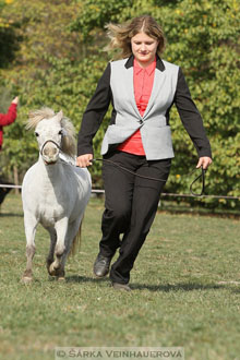 Výstava minihorse