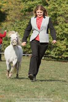 Výstava minihorse