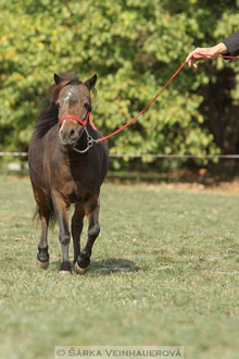 Výstava minihorse