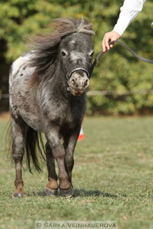 Výstava minihorse