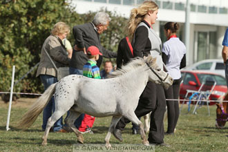 Výstava minihorse