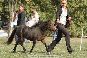 Výstava minihorse