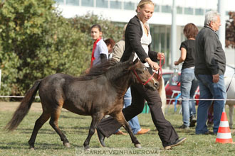 Výstava minihorse