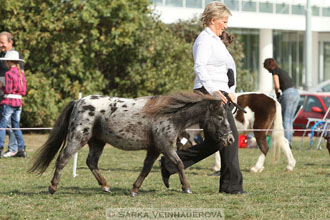 Výstava minihorse