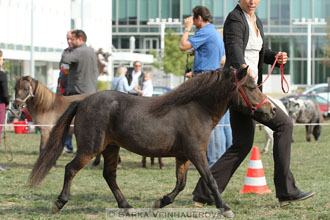 Výstava minihorse