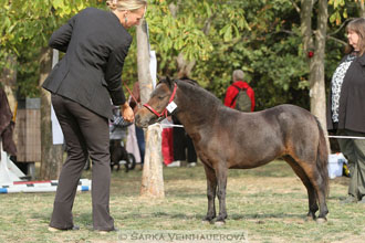 Výstava minihorse