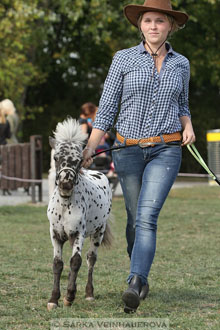 Výstava minihorse