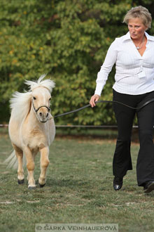 Výstava minihorse