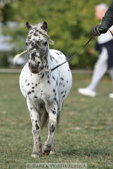 Výstava minihorse