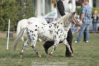 Výstava minihorse