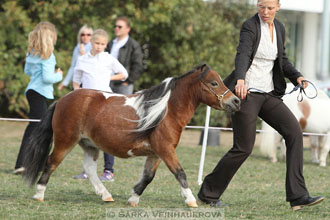 Výstava minihorse