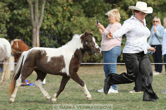 Výstava minihorse