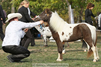 Výstava minihorse