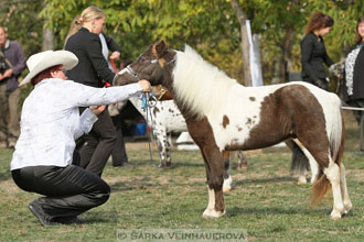 Výstava minihorse