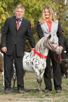 Výstava minihorse