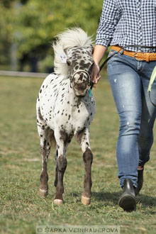 Výstava minihorse