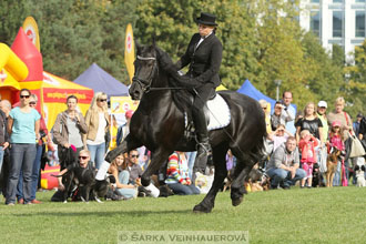 Výstava minihorse