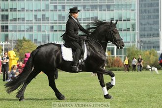 Výstava minihorse