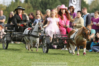 Výstava minihorse