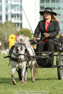 Výstava minihorse