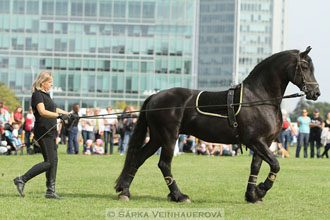 Výstava minihorse