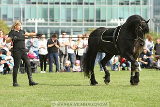Výstava minihorse