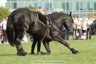Výstava minihorse