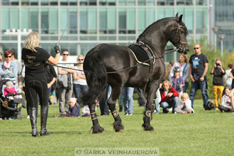 Výstava minihorse