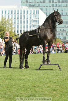 Výstava minihorse
