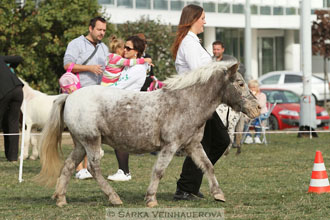 Výstava minihorse