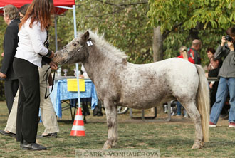 Výstava minihorse