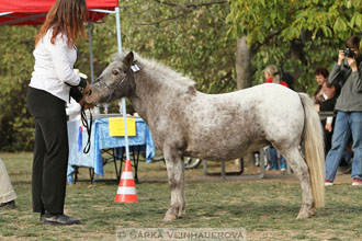 Výstava minihorse