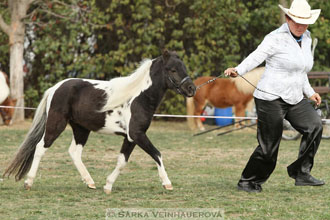 Výstava minihorse