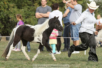 Výstava minihorse