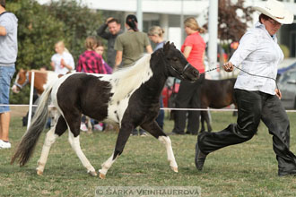 Výstava minihorse