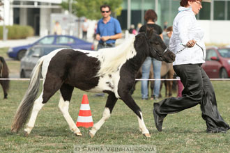 Výstava minihorse