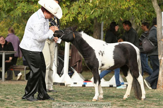 Výstava minihorse