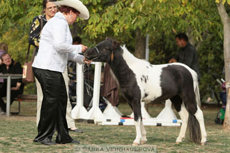Výstava minihorse