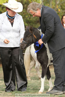 Výstava minihorse