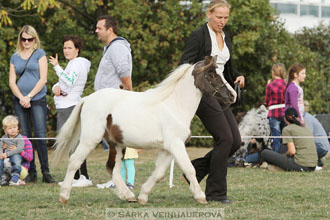 Výstava minihorse