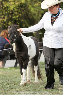 Výstava minihorse