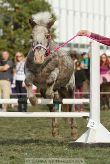 Výstava minihorse