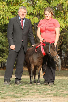 Výstava minihorse