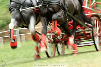 Závody spřežení Topoľčianky 2016