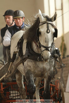 Zimní Jezdecký pohár spřežení 2016 -...