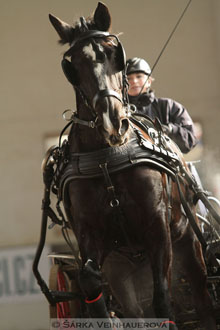 Zimní Jezdecký pohár spřežení 2016 -...