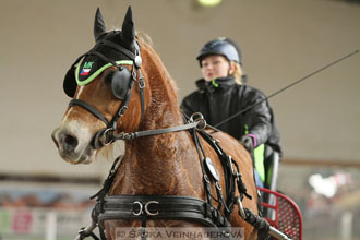 Zimní Jezdecký pohár spřežení 2016 -...